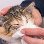 หวัดแมว มีอาการ และการรักษาอย่างไร